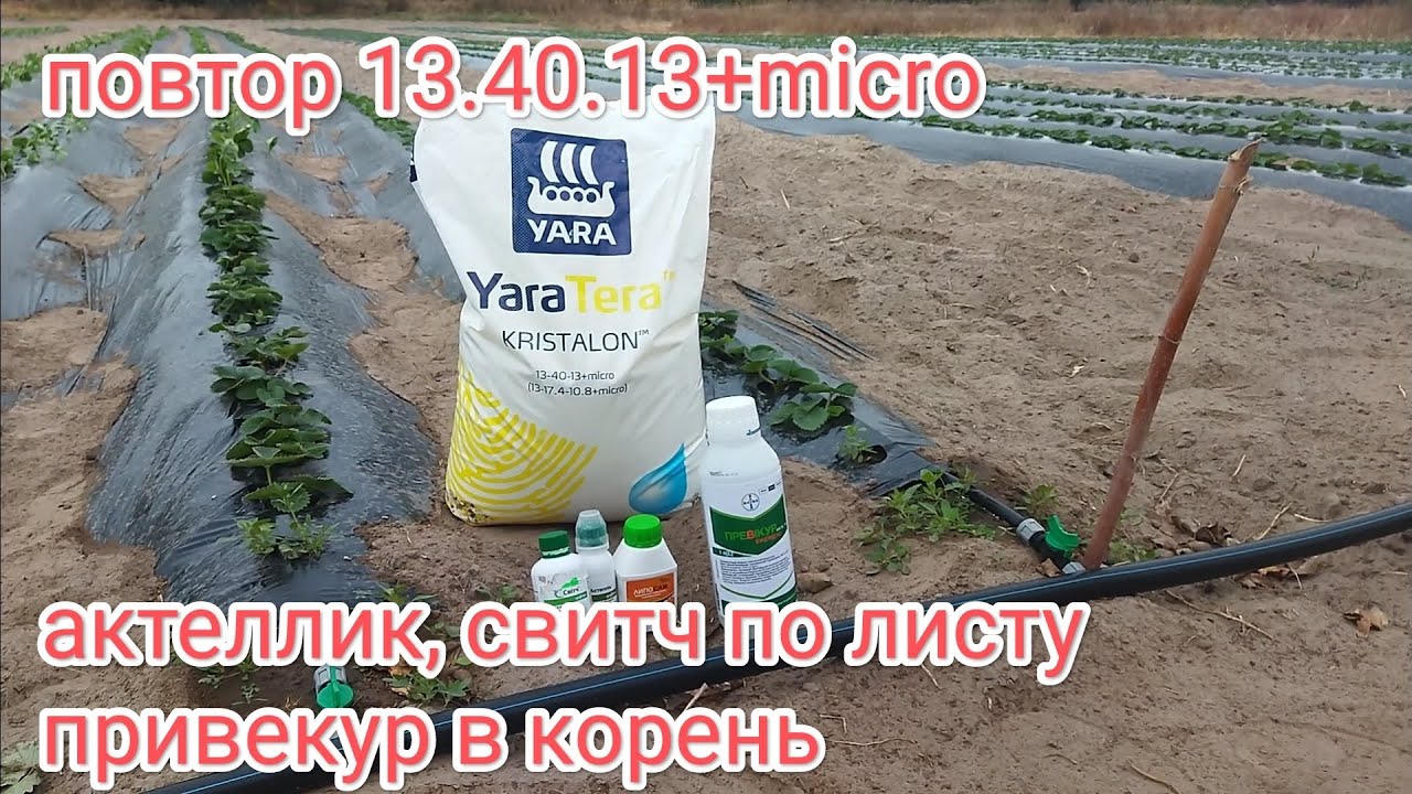 Уход за клубникой осенью, разгоняем корень, защита от насекомых и гнилей на клубнике