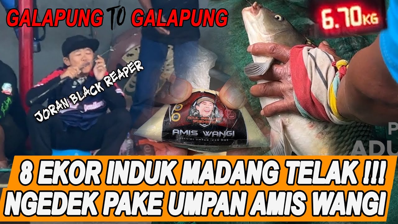 JORAN SAMPE DICIUM, MAIN INDUKAN DIBAWAH KAKI PAKE JORAN DAIDO BLACK REAPER SENSASINYA MANTUL ABIS!