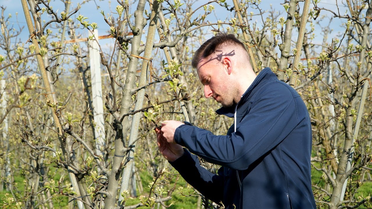 Początek fazy białego pąka w sadach gruszowych – Bartłomiej Drzazga, 20.04.2023