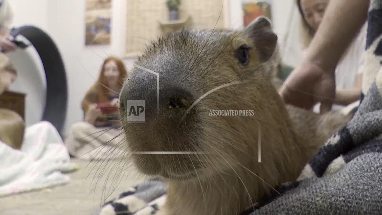 Patrons hang out with the 'it' animals of the moment at this Florida capybara cafe