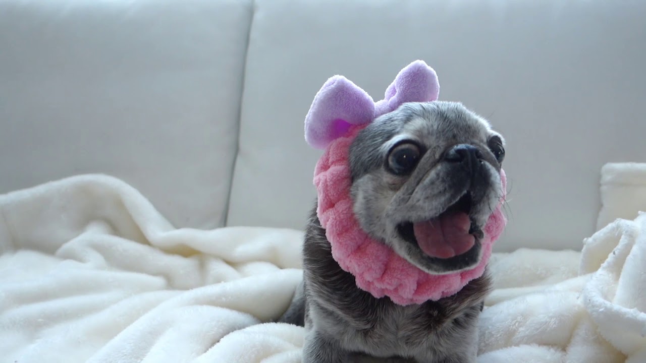 Suji Apple