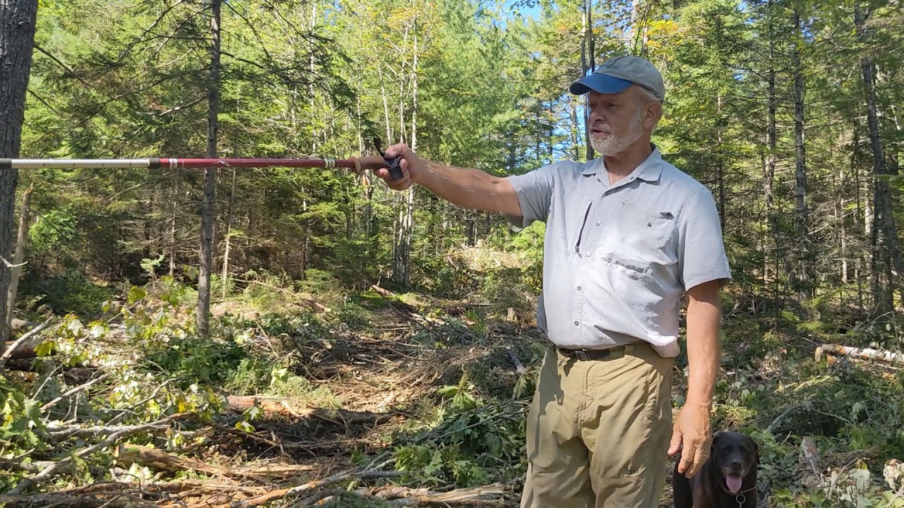 Irregular shelterwood in red oak red spruce white pine -- Bucksport Maine