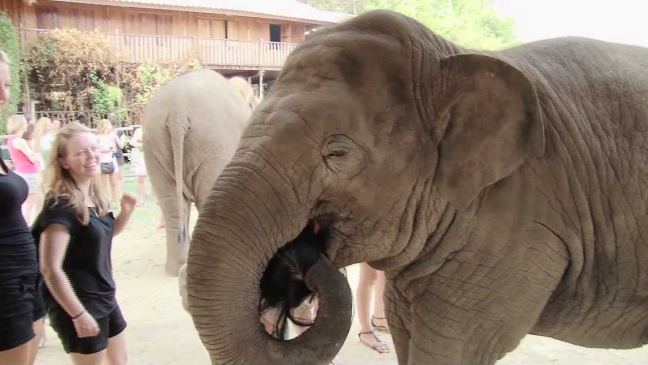 Elephant kiss
