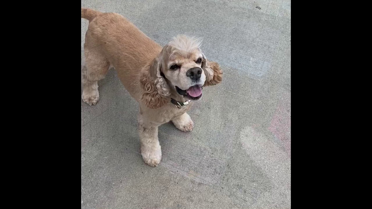 Tag's AKC Trick Dog Novice Video Submission