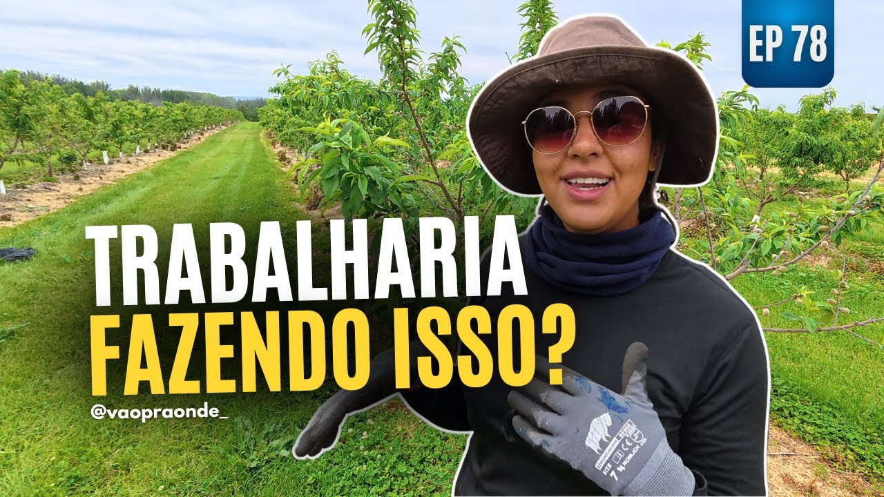 O VERDADEIRO MOTIVO DE GOSTARMOS DE TRABALHAR EM POMARES NA NOVA ZELÂNDIA