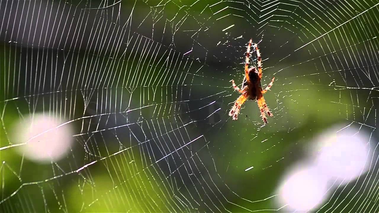Spider 2b