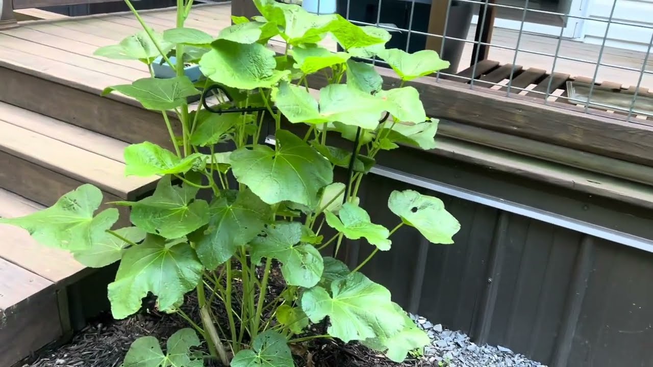 Garden Update