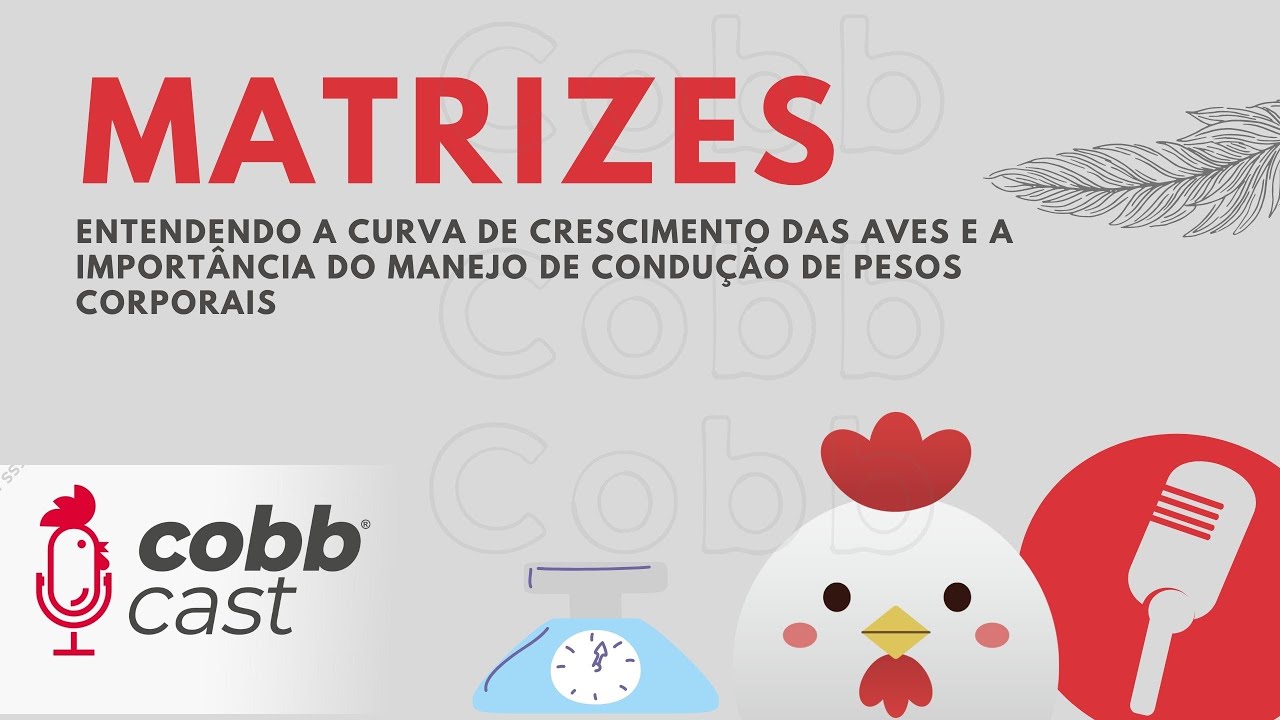 #03 Matrizes - Curva de crescimento dos machos e a importância do manejo de pesos corporais