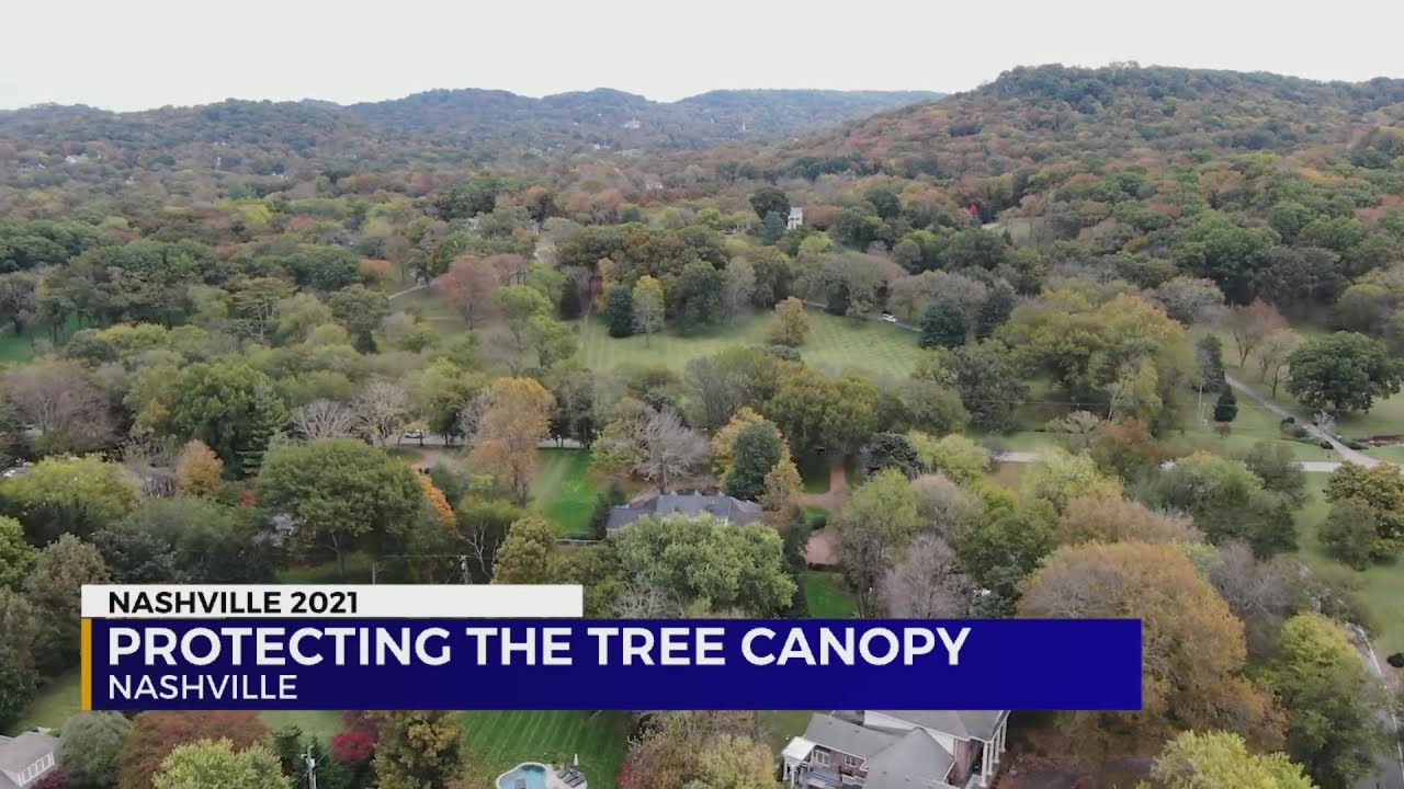 Protecting the tree canopy