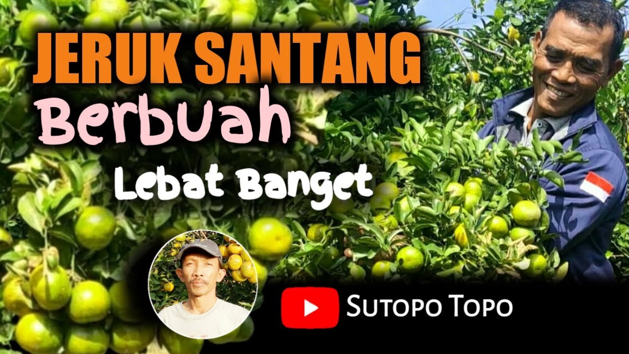 JERUK SANTANG MADU, BERBUAH  SANGAT LEBAT