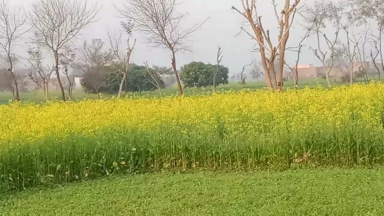 گاؤں کا ماحول صبح 7:00 ٹو ال چلگیا