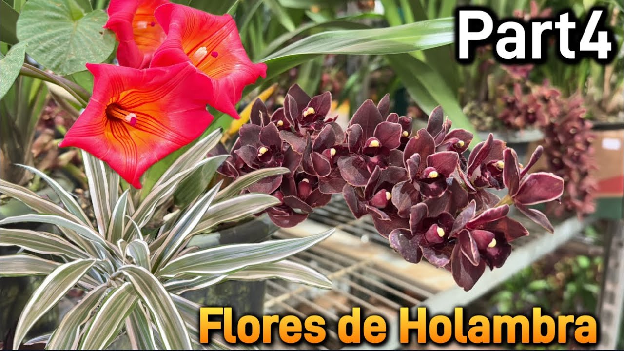 Encontrei as flores mais lindas no Ceaflor Holambra!