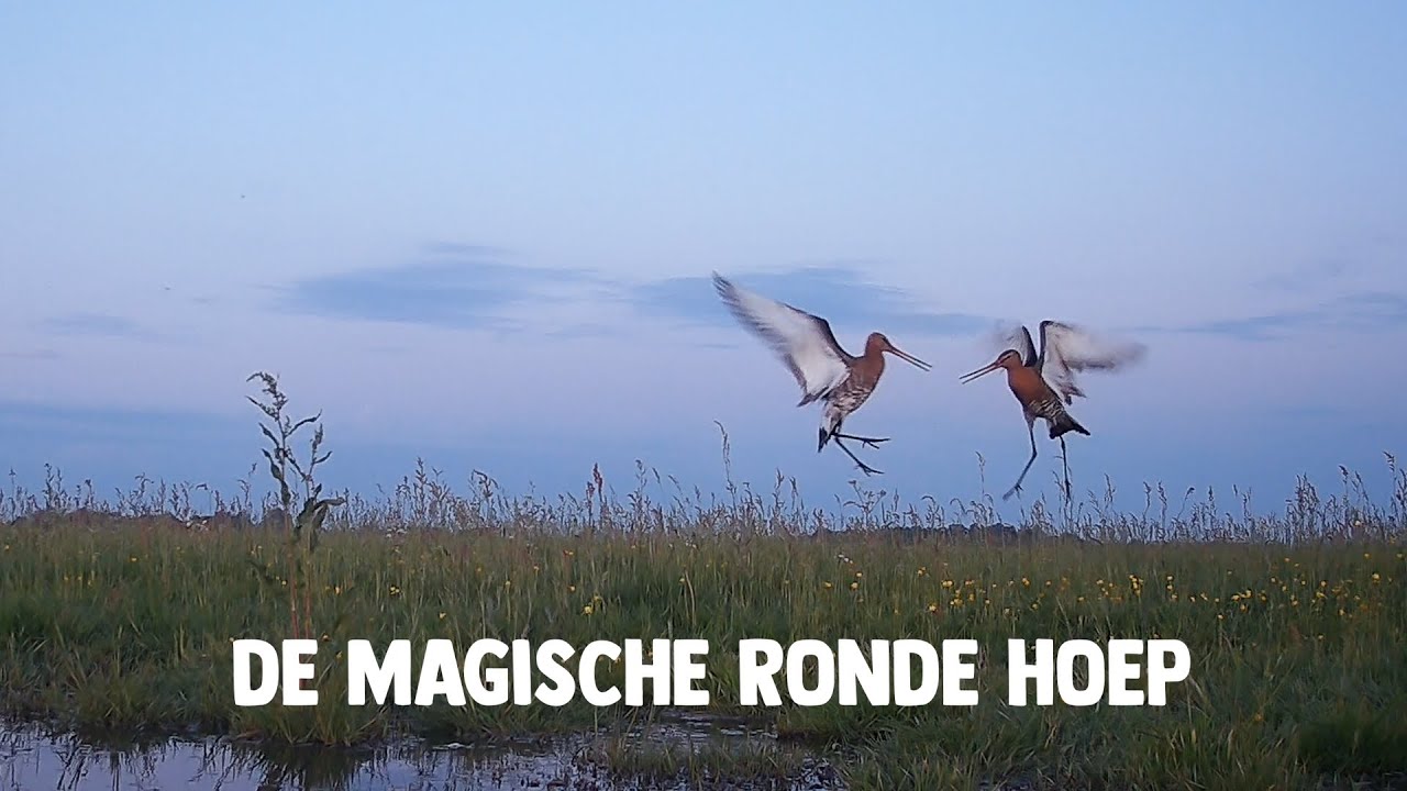 HOOP IN DE HOEP - documentaire
