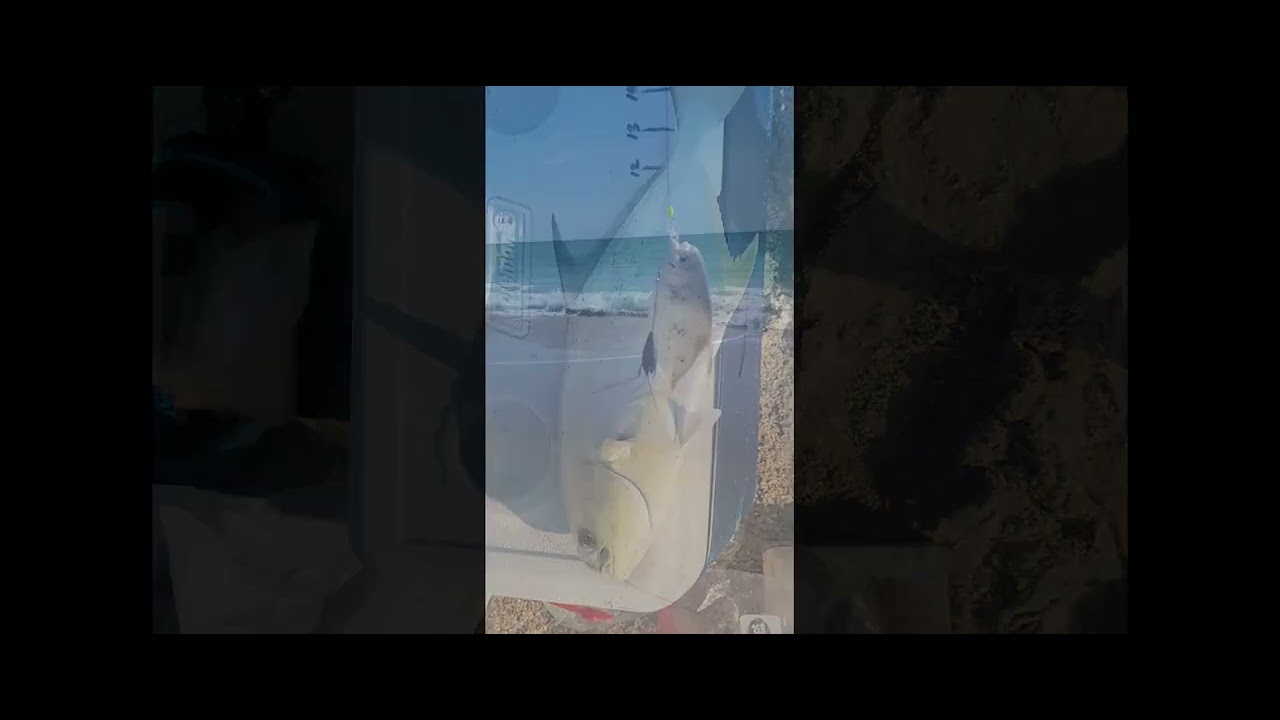 Spring Pompano run 2023, Playalinda Beach!