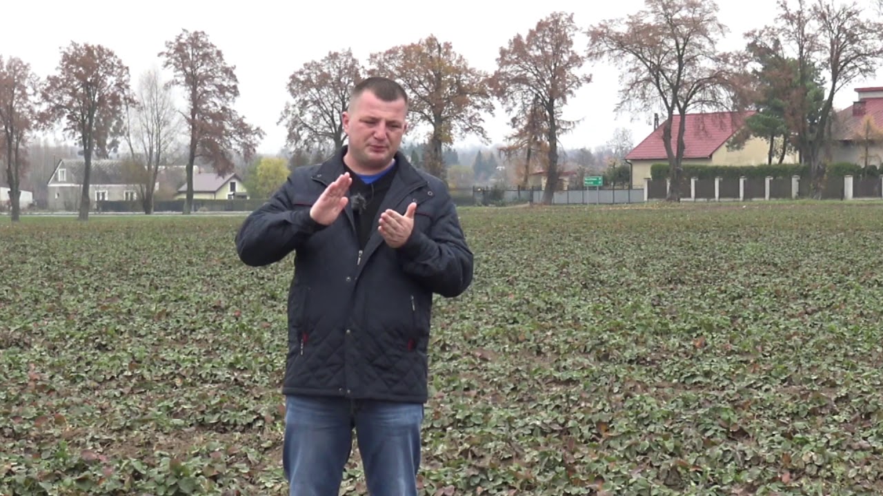 Jak zwalczać chwasty na plantacji truskawek jesienią? Zwalczanie chwastów, odchwaszczenie truskawek.
