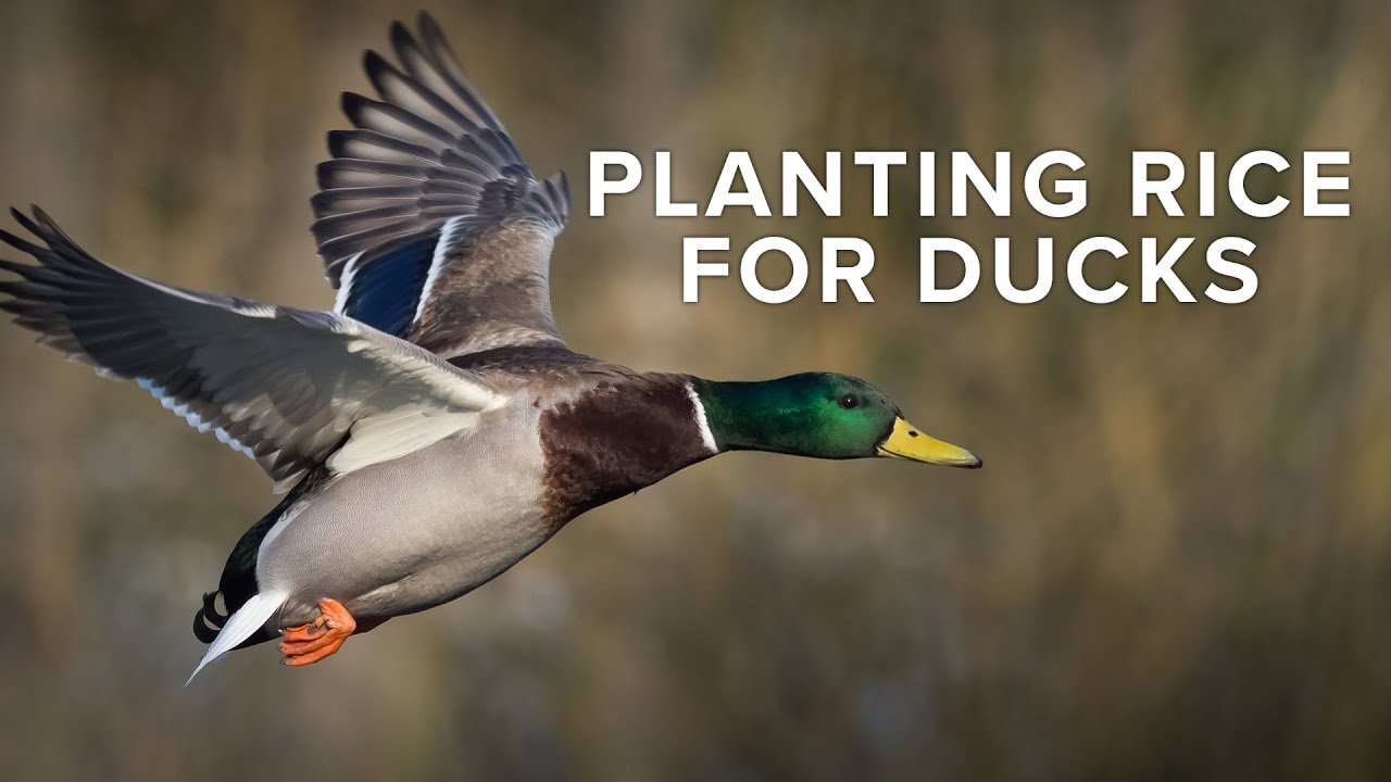 How To Plant Rice For Duck Hunting | Food Plot In Timber Hole | Rusty Creasey of Coca Cola Woods