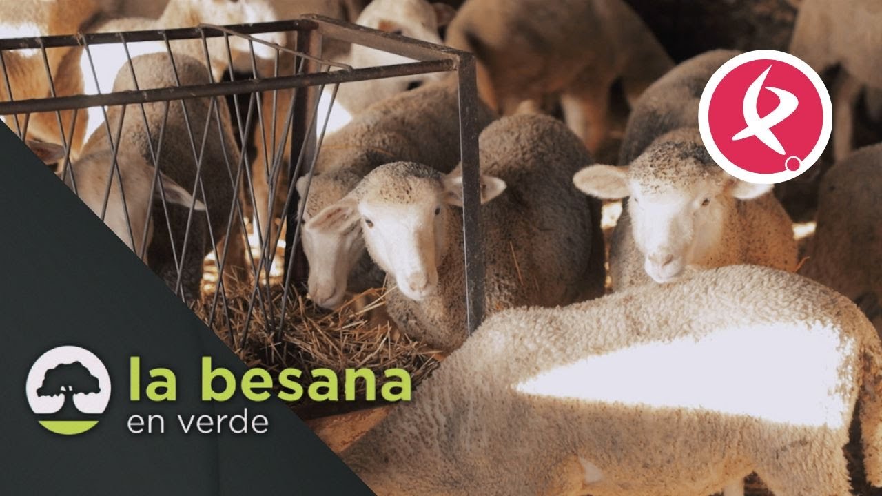 Crisis en el ovino de leche | La besana en verde
