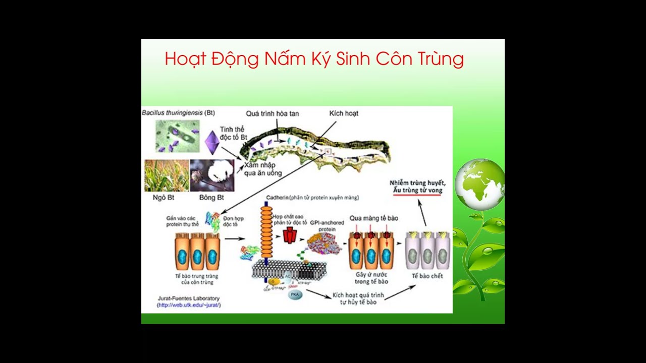 CƠ CHẾ HOẠT ĐỘNG CỦA NẤM K&Yacute; SINH TR&Ecirc;N S&Acirc;U, RẦY, C&Ocirc;N TR&Ugrave;NG...