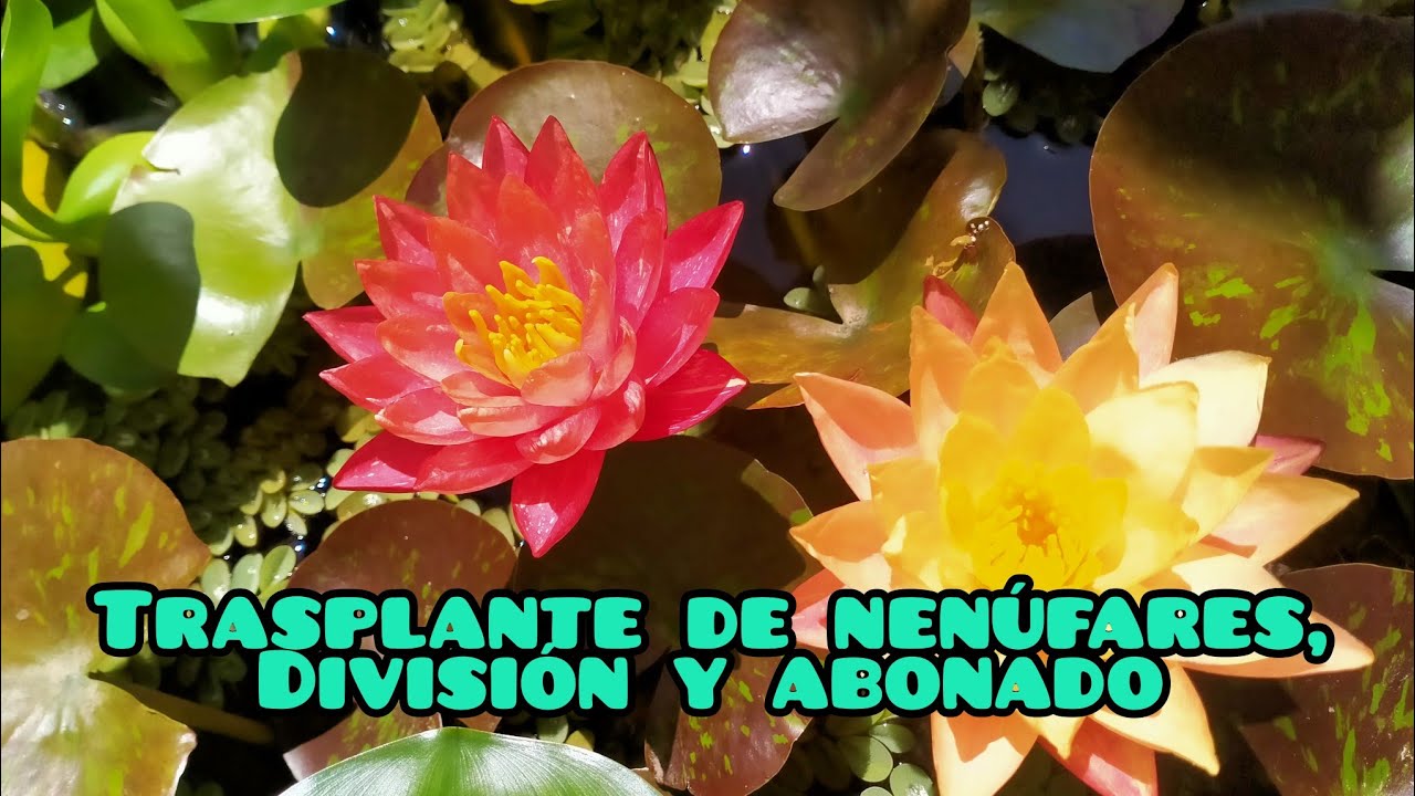 Claves esenciales en el trasplante de nenúfares rústicos y tropicales.