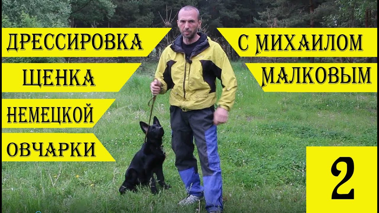 Дрессировка щенка немецкой овчарки с Михаилом Малковым  Первые шаги #2
