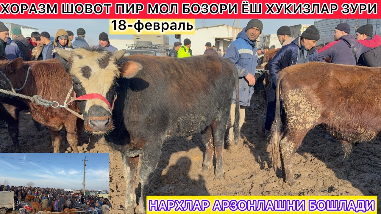 ХОРАЗМ ШОВОТ ПИР МОЛ БОЗОРИ ЁШ ХУКИЗЛАР ЗУРИ НАРХЛАР АРЗОНЛАШНИ БОШЛАДИ 18-февраль 2026 г.