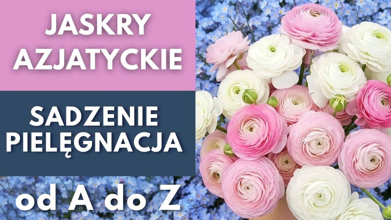 Jak uprawiać jaskry azjatyckie? Sadzenie, pędzenie i najczęstsze błędy