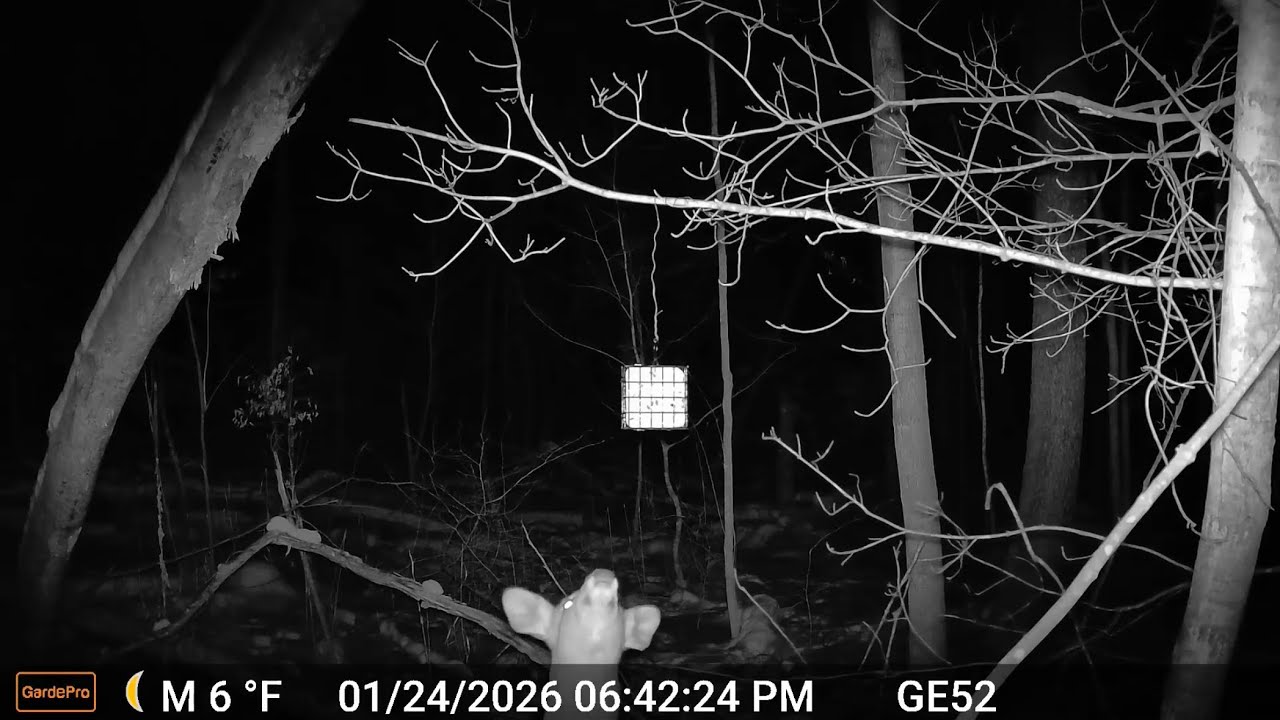 The 21st thru the 24th of January 2026 trail cams