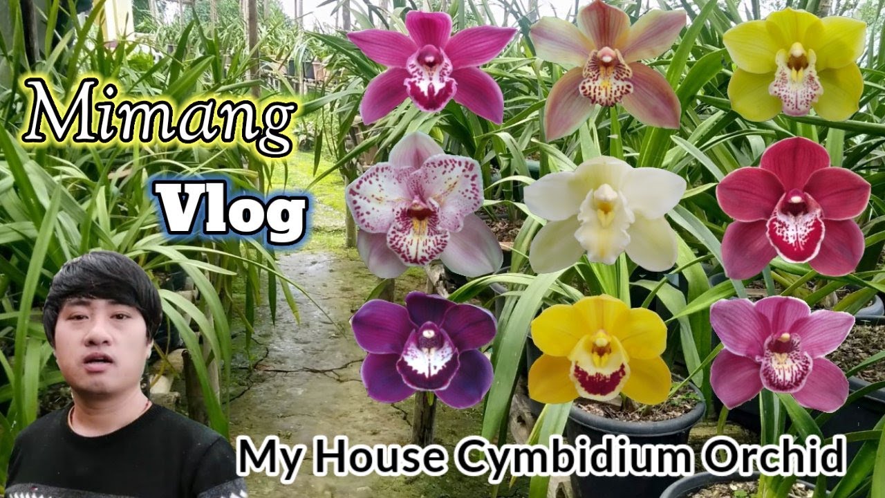 My house Cymbidium Orchids ! मेरो घरको सिमबिडियम् अर्किडहरु ! Mimang ! Mimang Vlog #