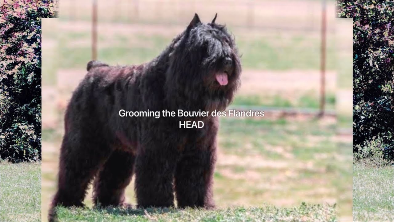 Grooming the Bouvier des Flandres HEAD #bouvier #bouvierdesflandresgrooming #masterclass