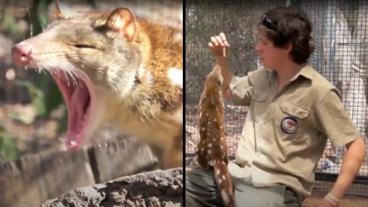 Feeding Spotted-Tailed Quolls, also known as... TIGER QUOLLS!!