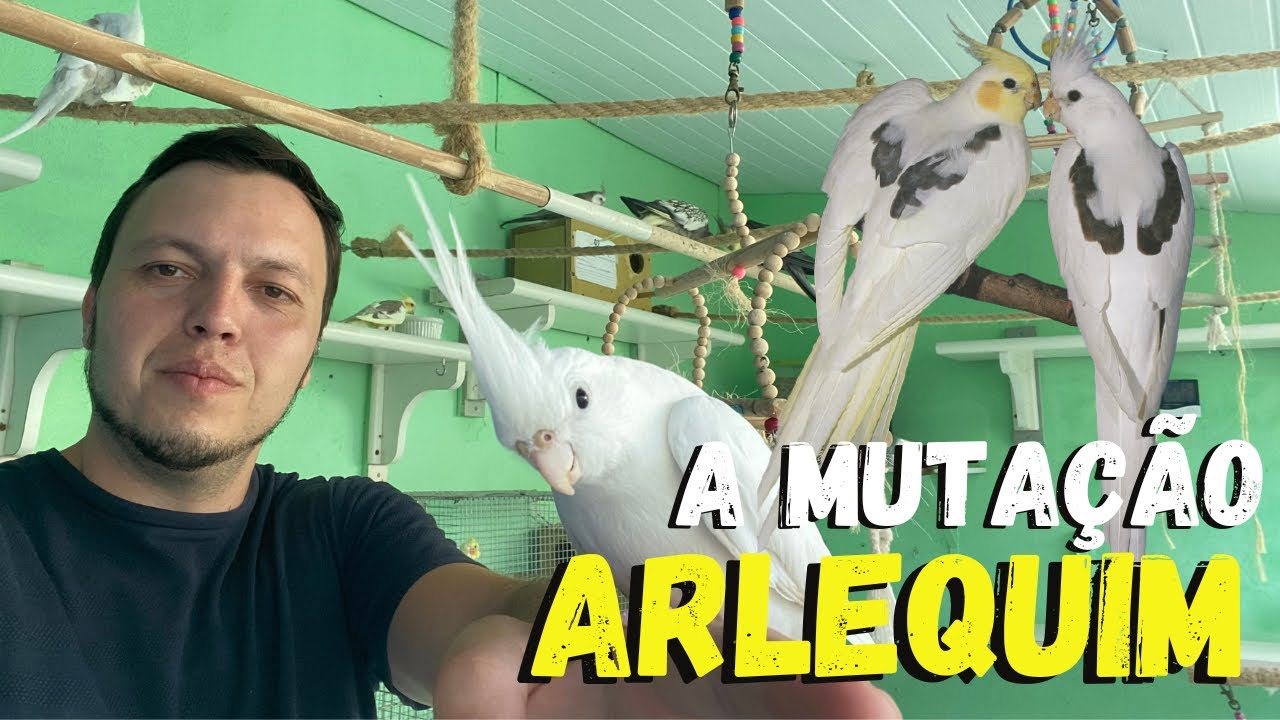 CALOPSITA MUTAÇÃO ARLEQUIM - MELHOR CASAL