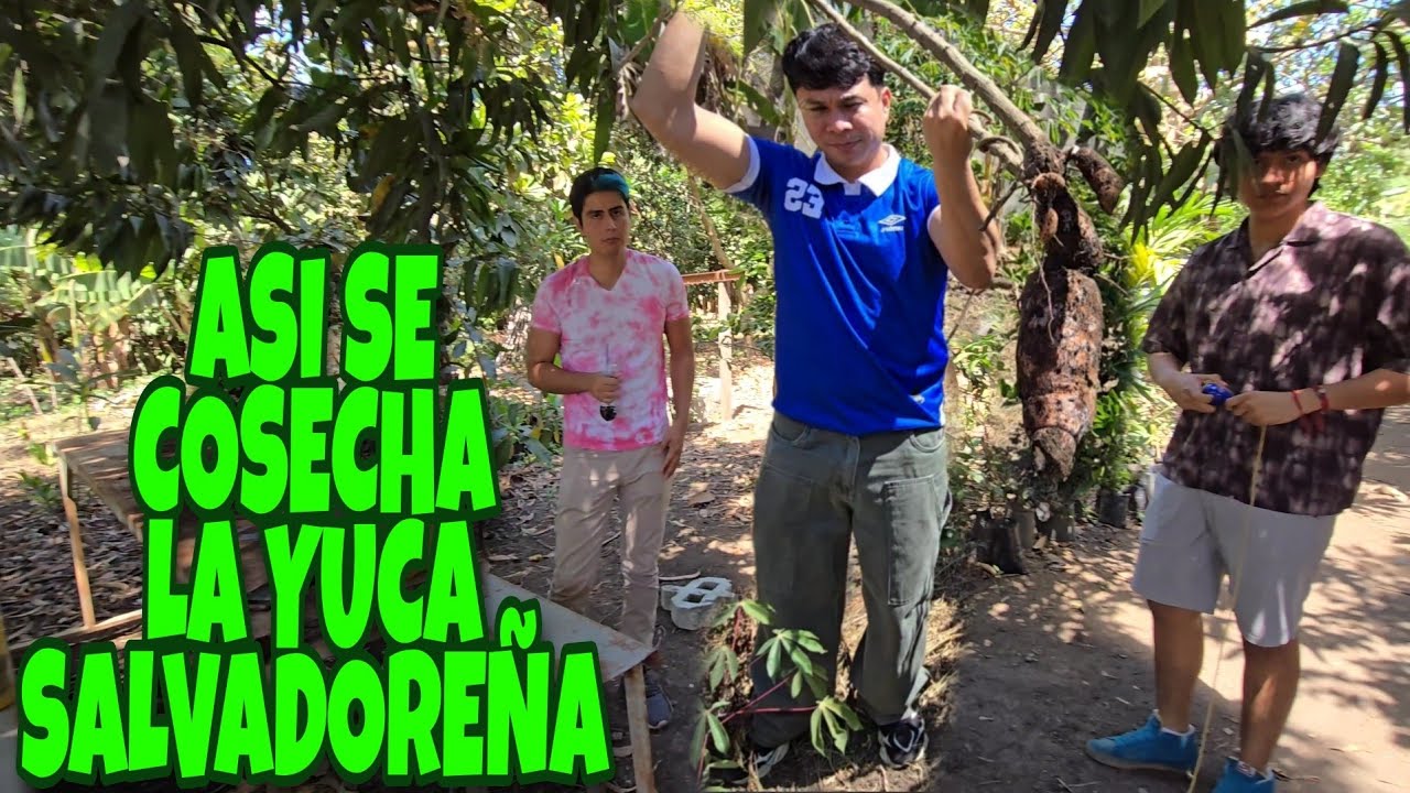 COSECHA DE YUCA SALVADOREÑA ASI APRENDE EL KREMAZ