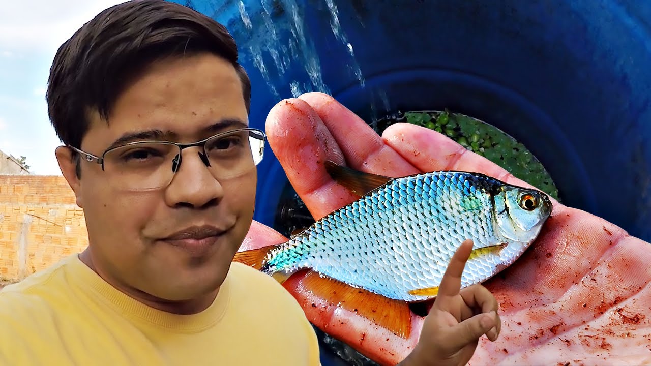 CRIANDO LAMBARI EM CASA OU QUE SOBROU DELES - MEU DIA DIA