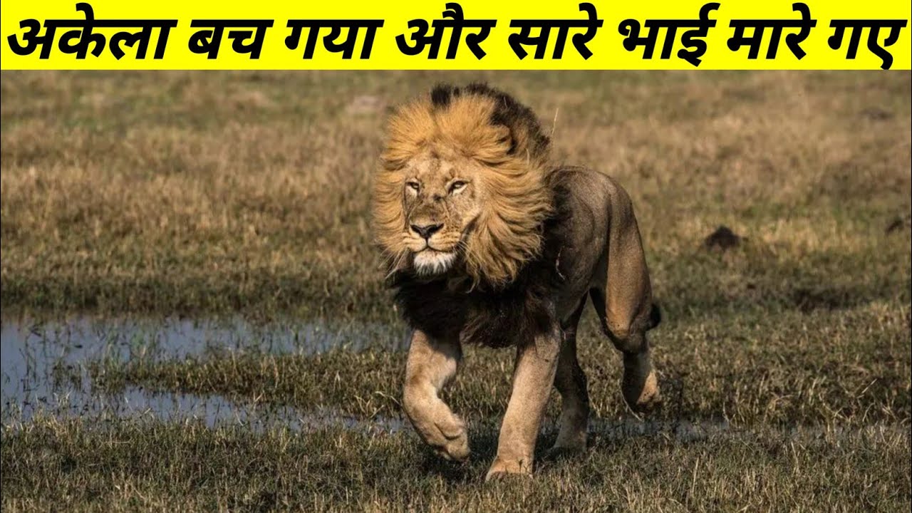 5 रेगिस्तानी शेरों की दर्दनाक कहानी || The True Story Of Desert Lions ||