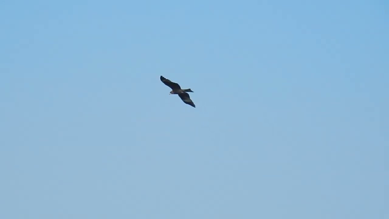一隻鷹在機場上空飛翔 An eagle soars over the airport