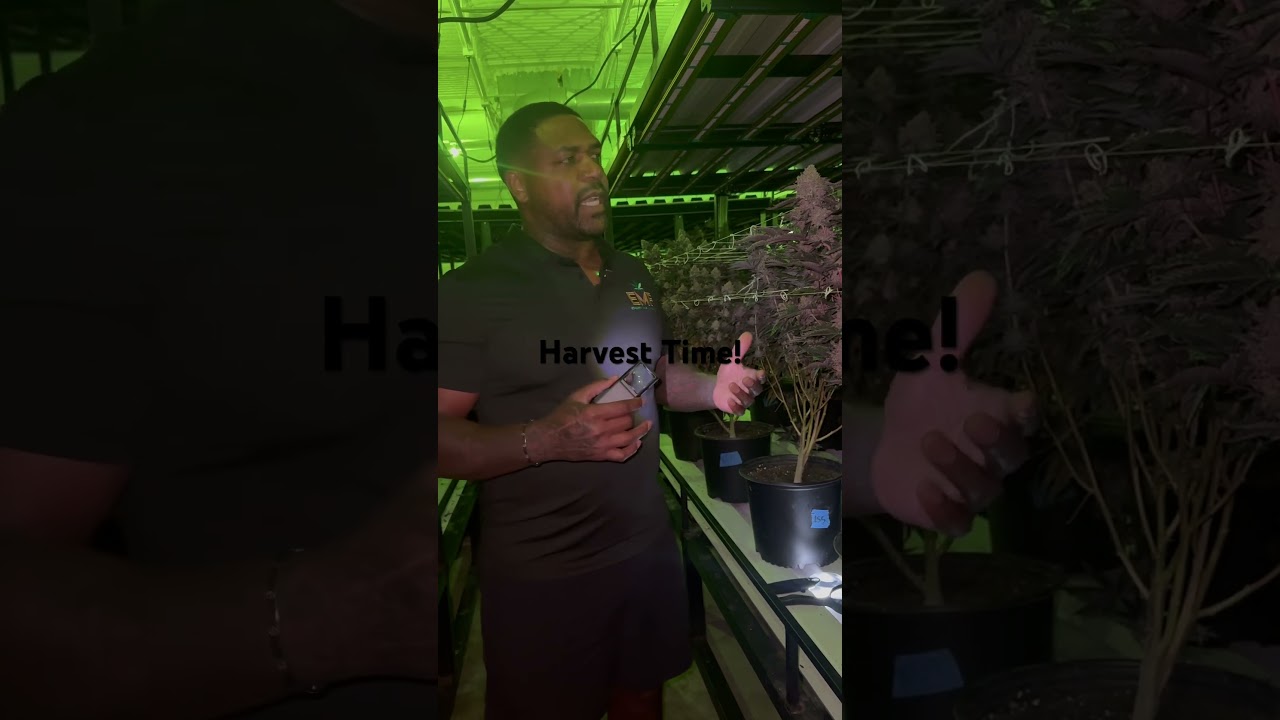 How to know when your harvest is done! #harvest #grow #gardening #fire #harvesttime #harvestwork