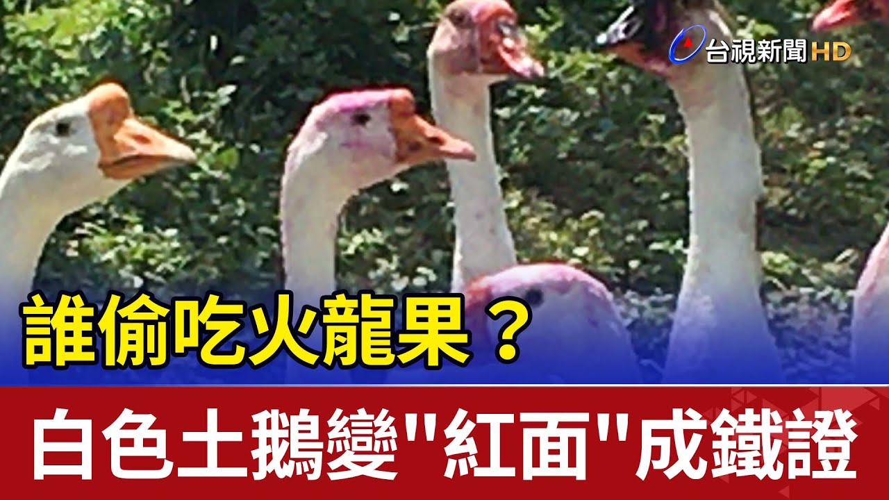 誰偷吃火龍果？ 白色土鵝變
