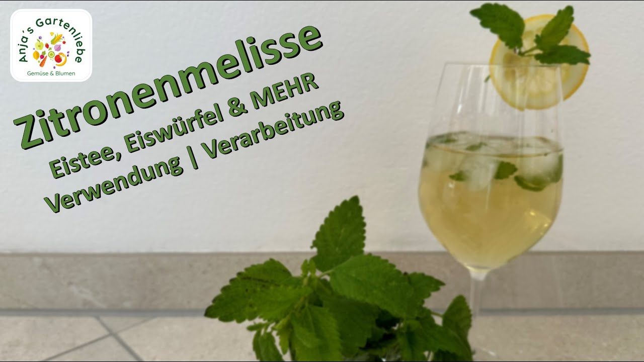 Zubereitung von leckerem Eistee & MEHR | Zitronenmelisse | Verwendung & Verarbeitung