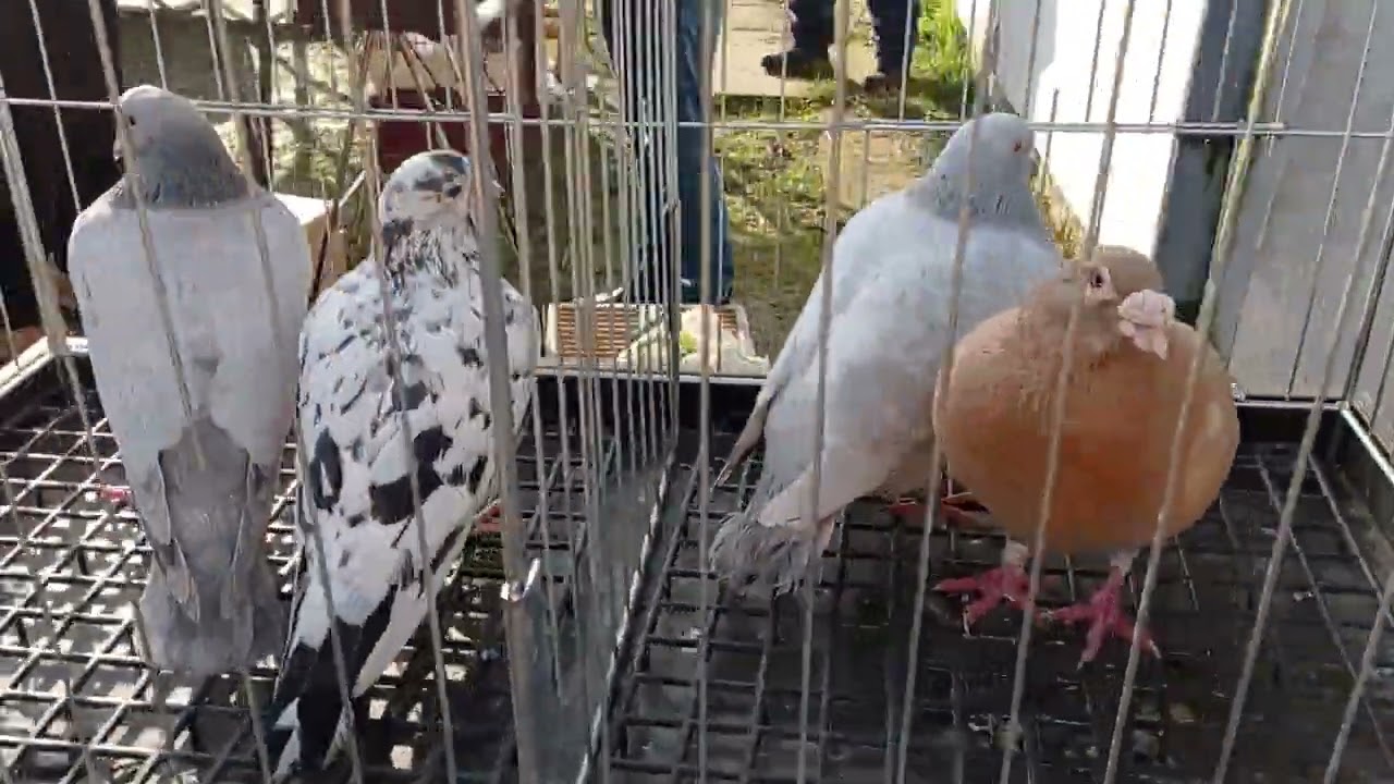 GIEŁDA GOŁĘBI I DROBIU OZDOBNEGO PŁOŃSK 🕊️ CZĘŚĆ 3/3  ANDALUZY KOLEGI DO SPRZEDANIA 👍👍29.02.2024🦆🐓🐇👀