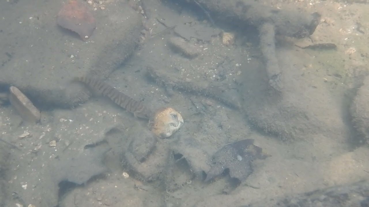 Log perch (Percina caprodes) foraging behavior