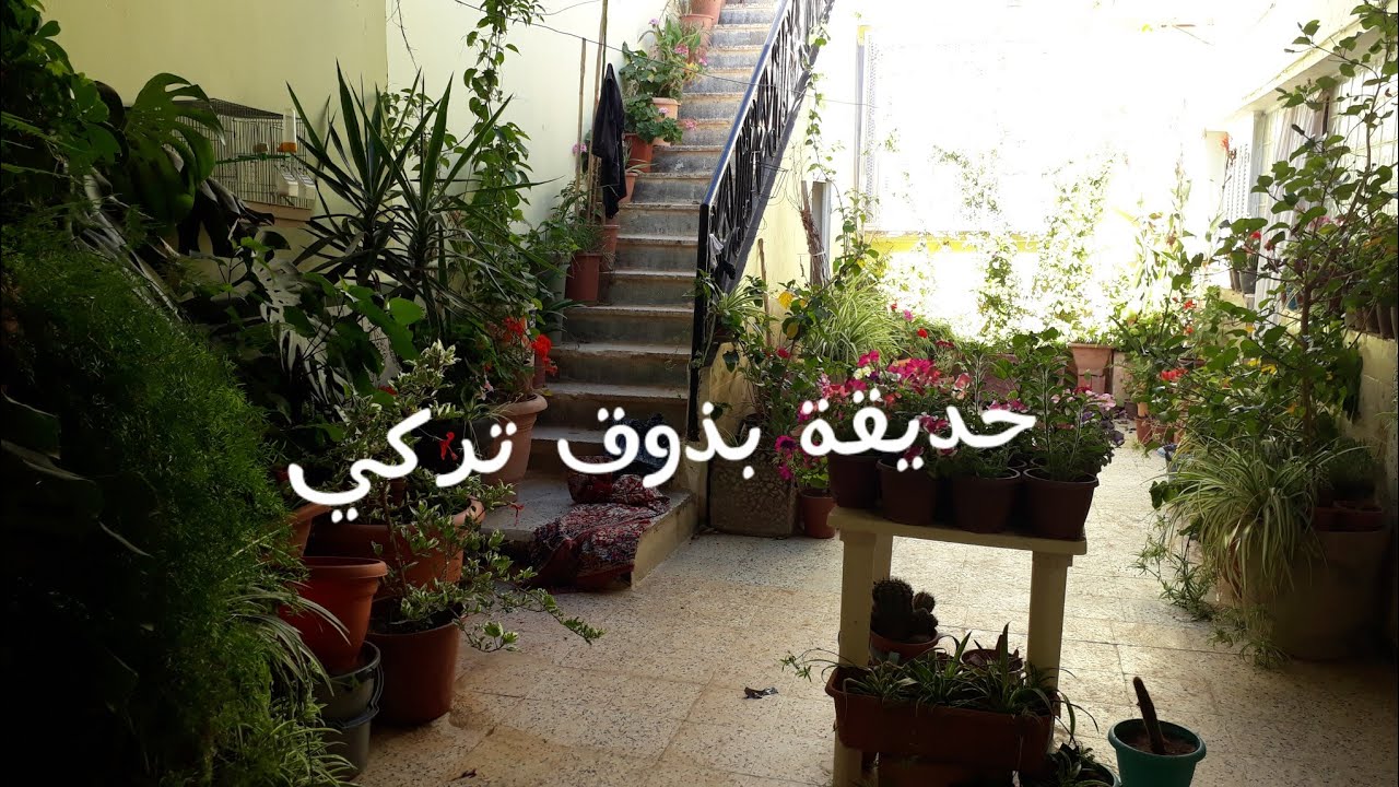 جولة في الحوش وبعض المعلومات عن النباتات وطريقة حفاظ عليها👍