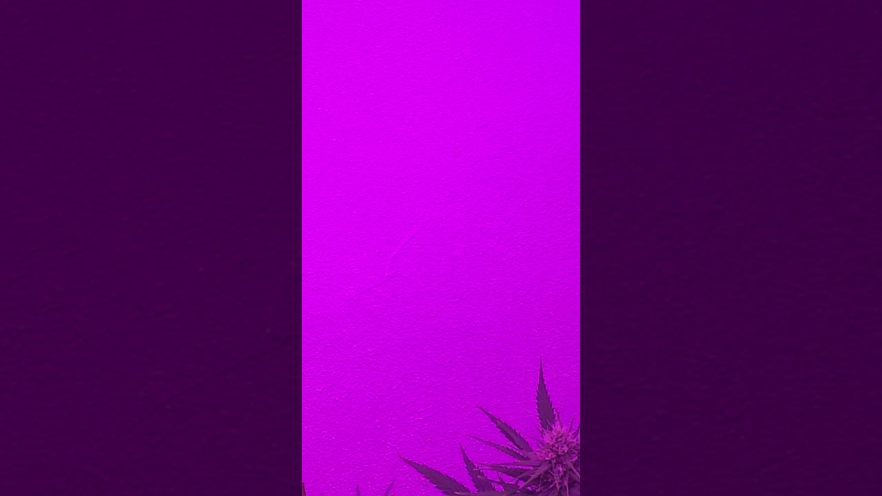 Viparspectra 600w Dimmable LED grow light cannabis flowering weed 420
