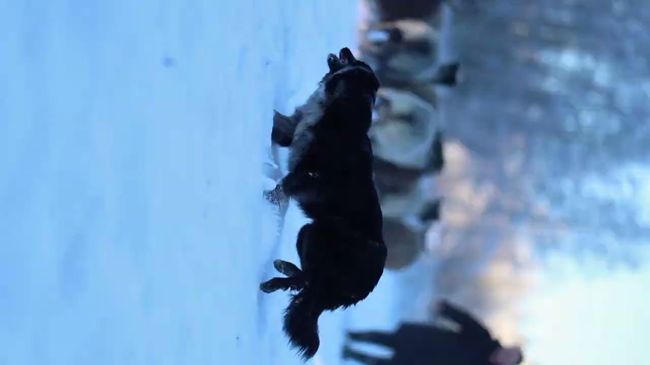 Ihme (Red'n Ready Peace And Love) herding winter -25. Video by Miljalotta Juselius
