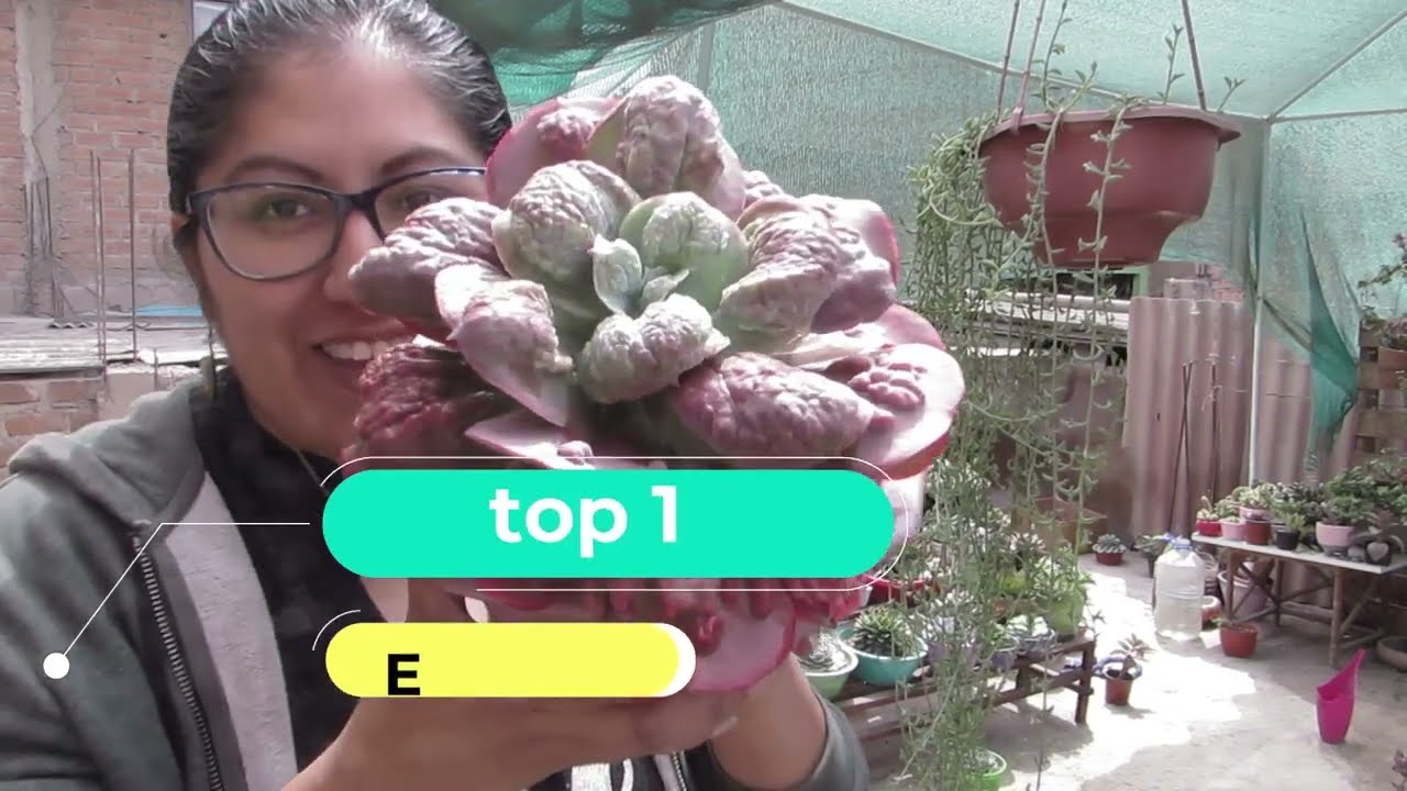 top 10 suculentas carunculadas      