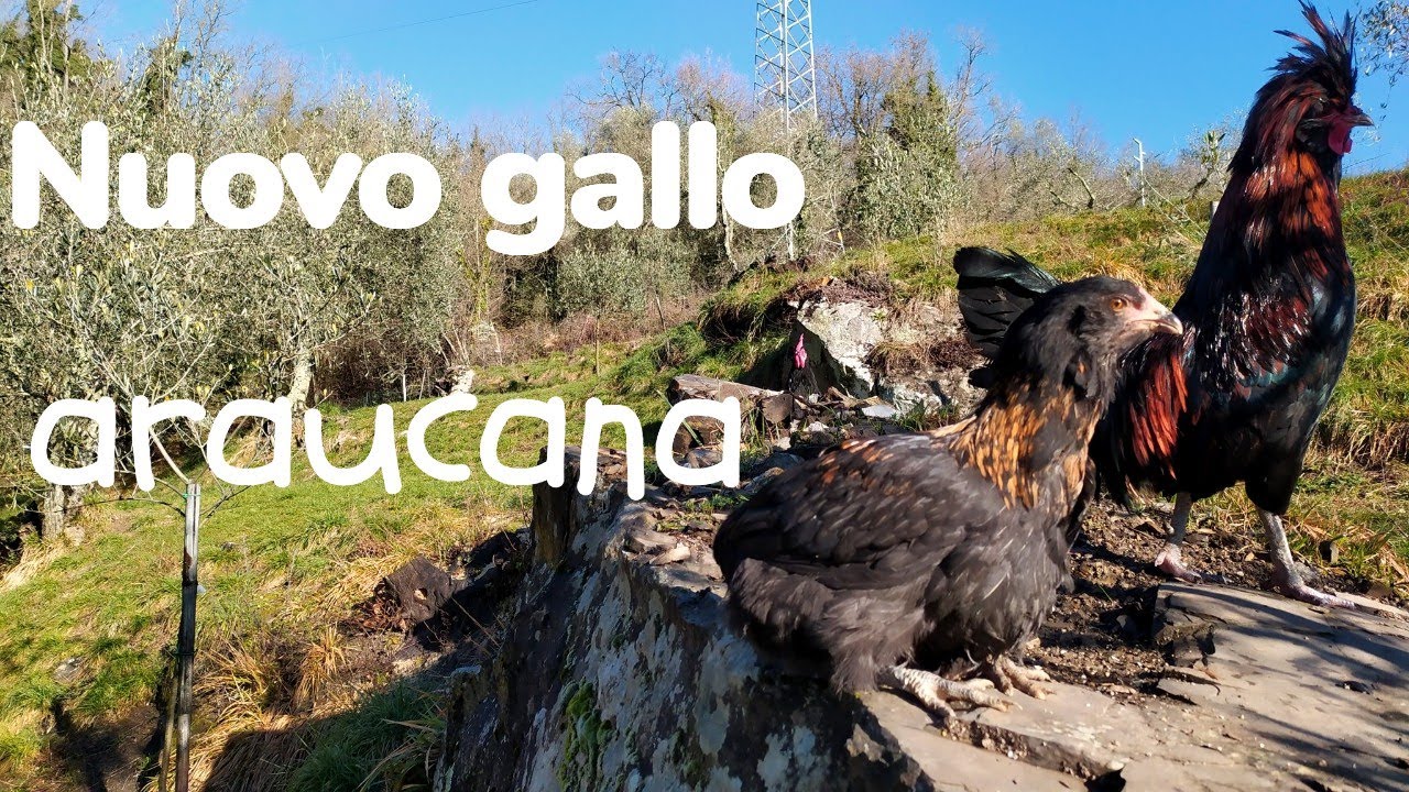 nuovo gallo Araucana