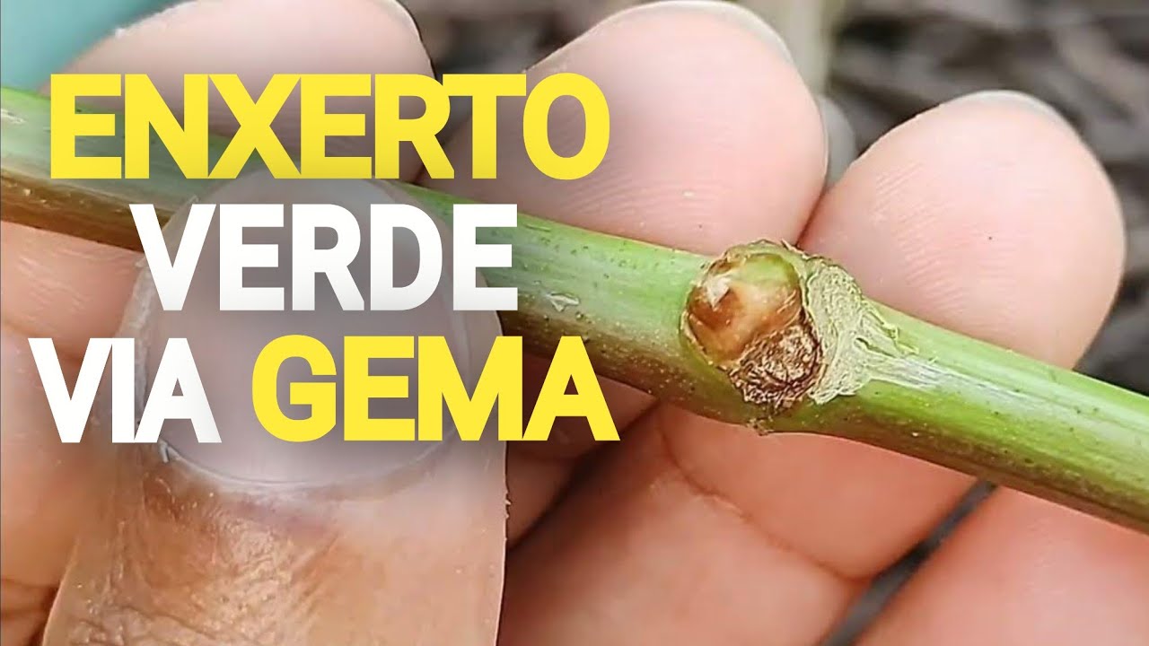 ENXERTO Verde de Videira via Gema (borbulha)