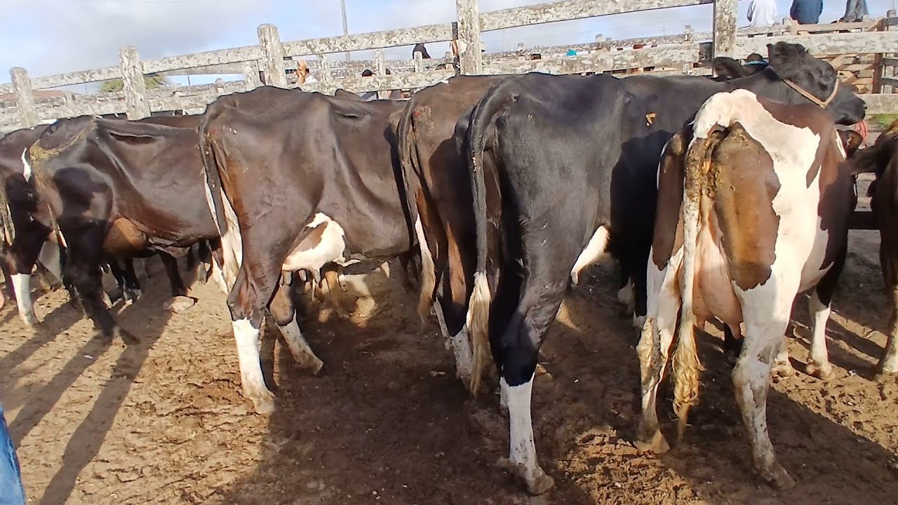 FEIRA DAS VACAS LEITERAS EM CAPOEIRAS PERNAMBUCO 20 de mar&ccedil;o de 2026
