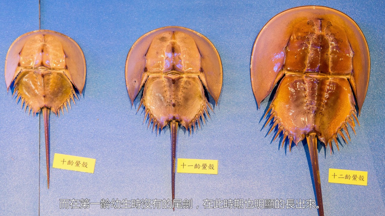 金門守鱟的人  104年紀錄影片拍攝製作