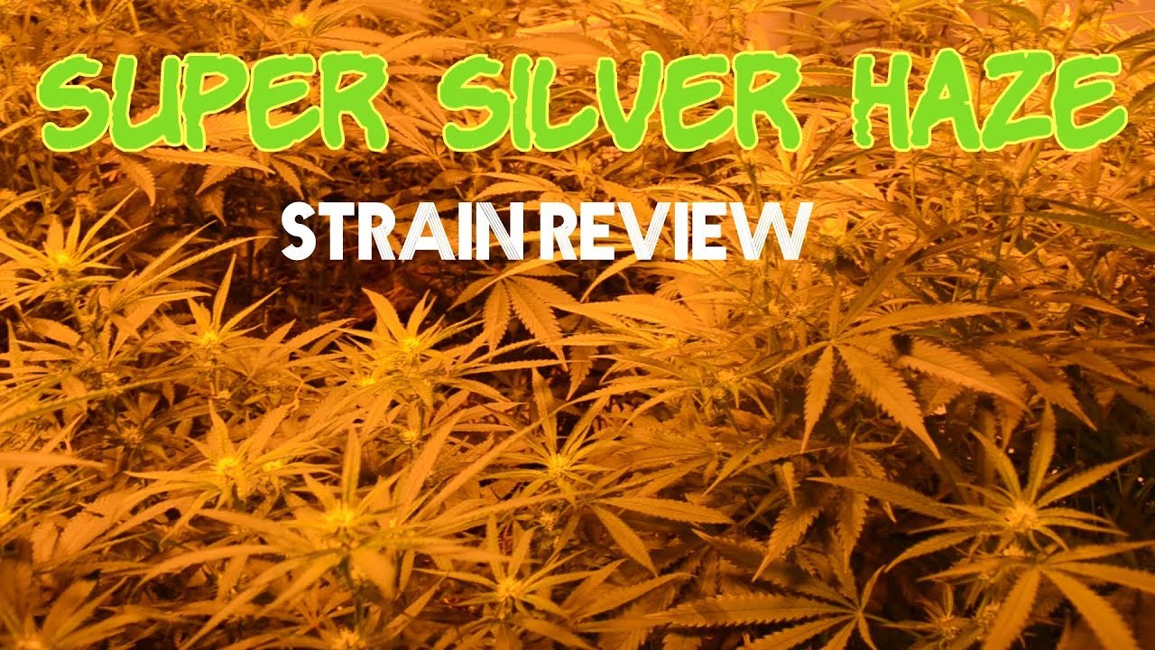 Super Silver Haze Strain Review (The Strainger Ep. 37)
