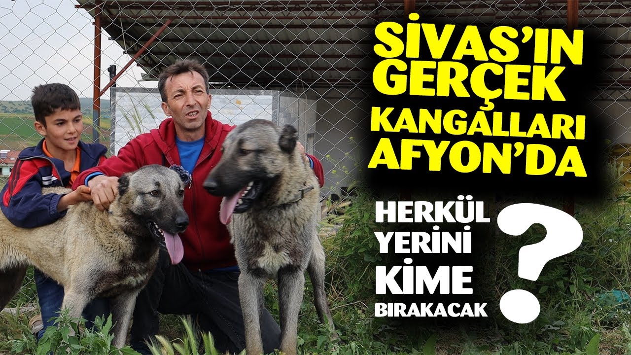 KANGALLARIN SOYU TÜKENİYOR MU? AFYON'DAKİ GERÇEK SİVAS KANGALLARI- KANGAL- DEV KANGAL KÖPEKLERİ